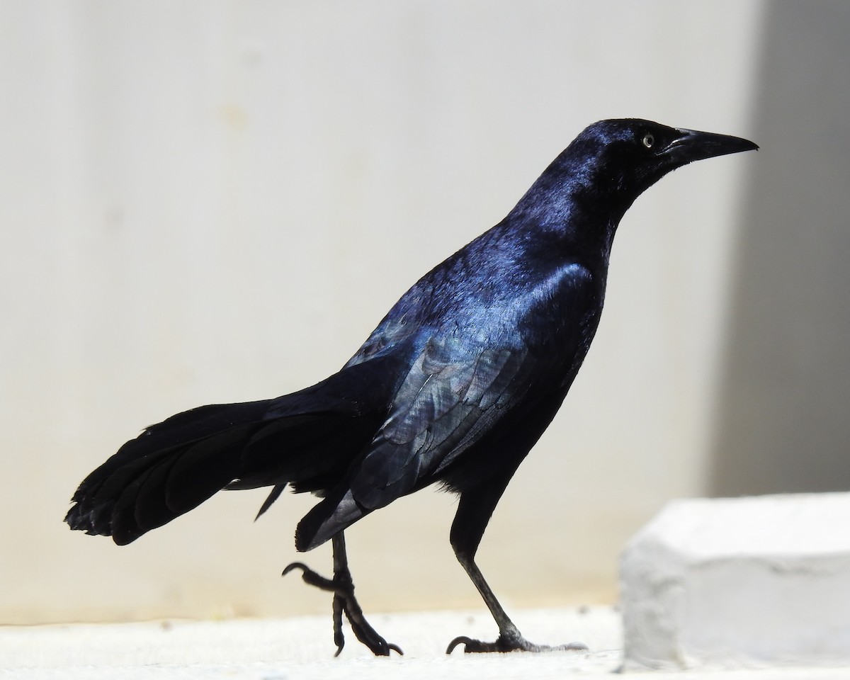 Great-tailed Grackle - ML619262480