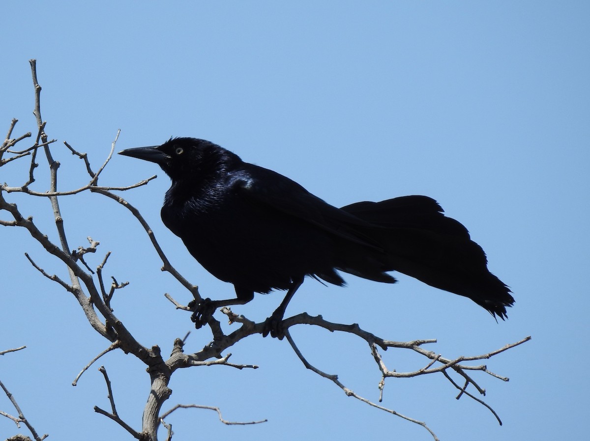 Great-tailed Grackle - ML619262484