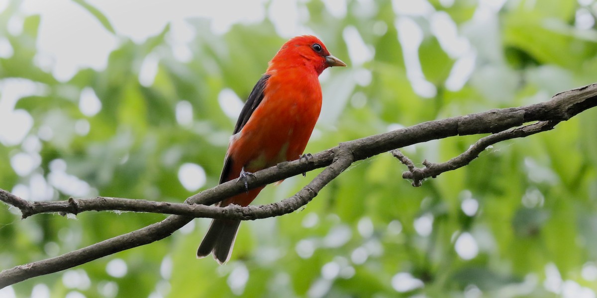 Scarlet Tanager - ML619262486