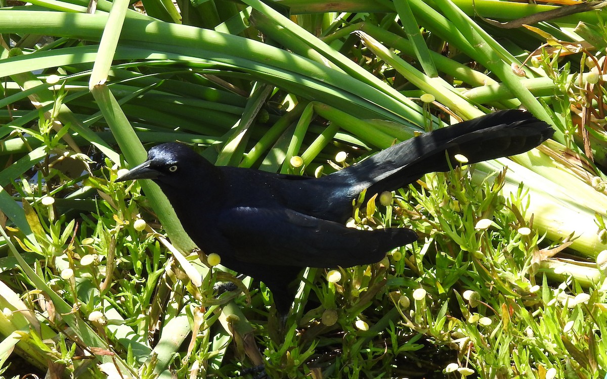 Great-tailed Grackle - ML619262489