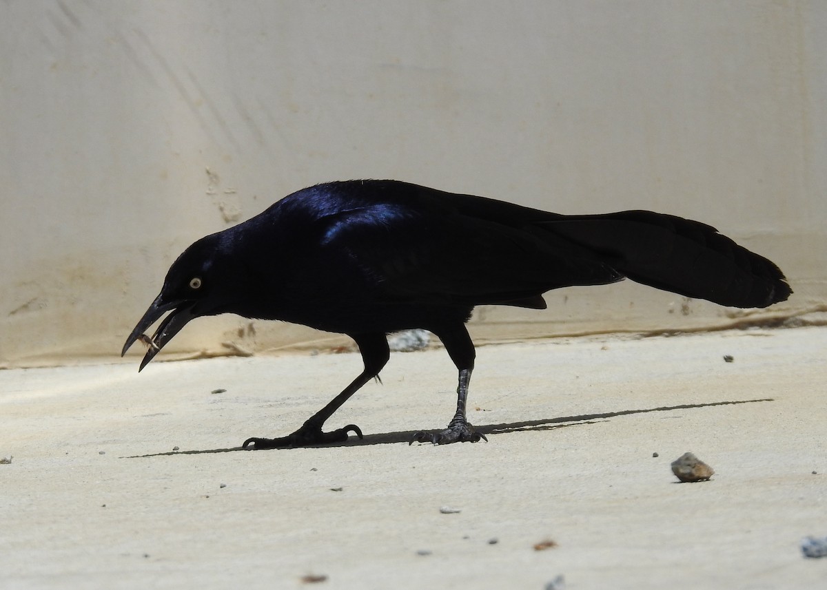 Great-tailed Grackle - ML619262491