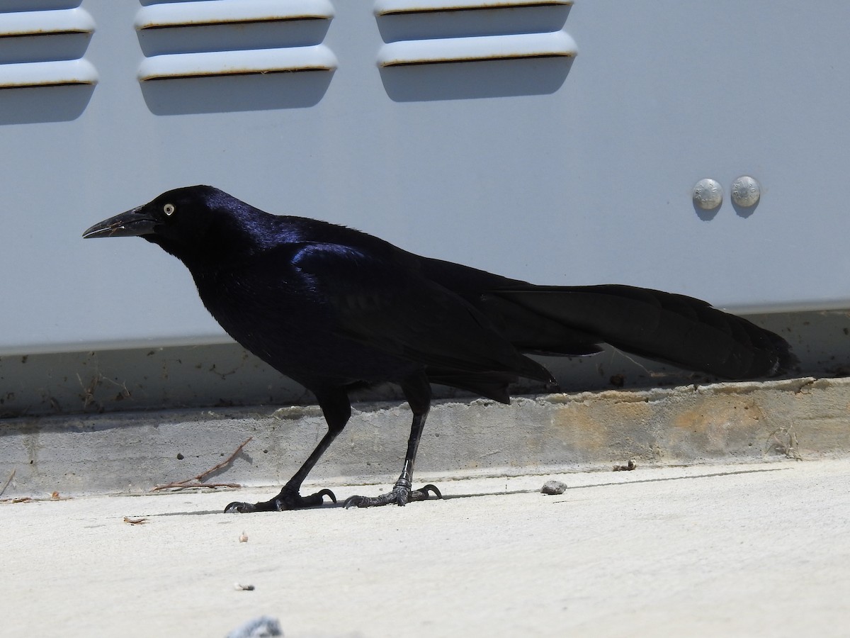 Great-tailed Grackle - ML619262507