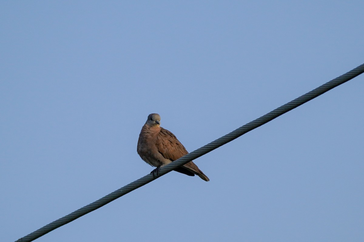 Red Collared-Dove - ML619262674