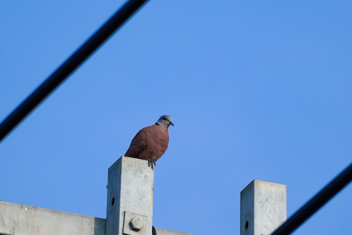 Red Collared-Dove - ML619262705
