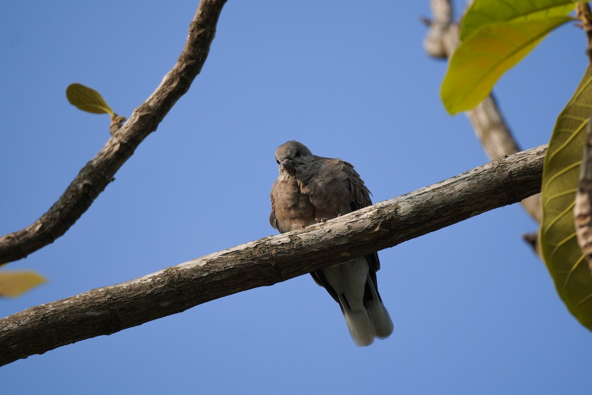 Red Collared-Dove - ML619262708