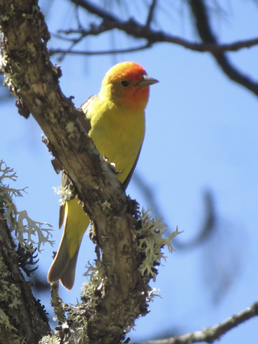 Western Tanager - ML619262730