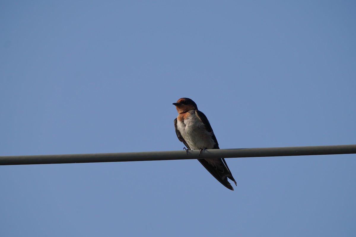 Pacific Swallow - ML619262751