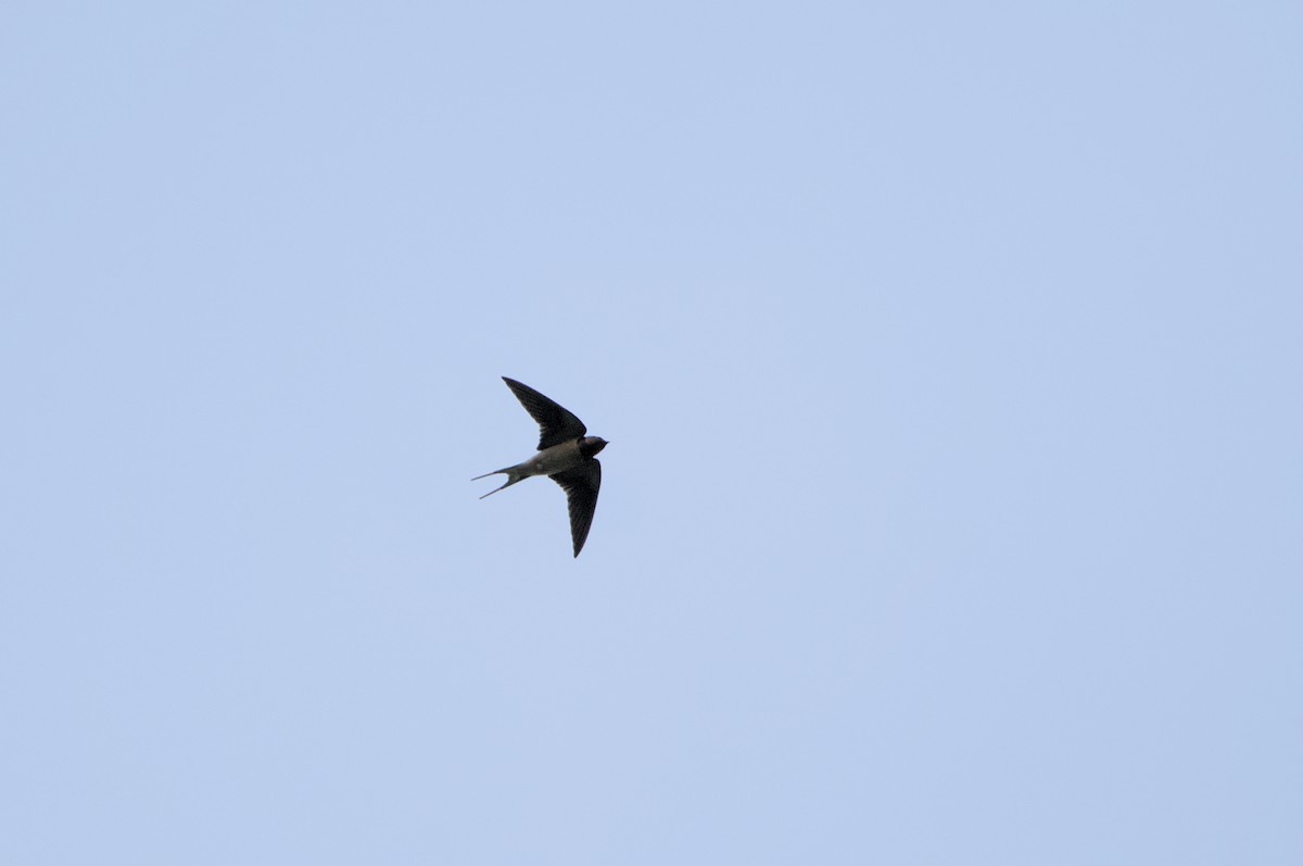 Barn Swallow - ML619262827