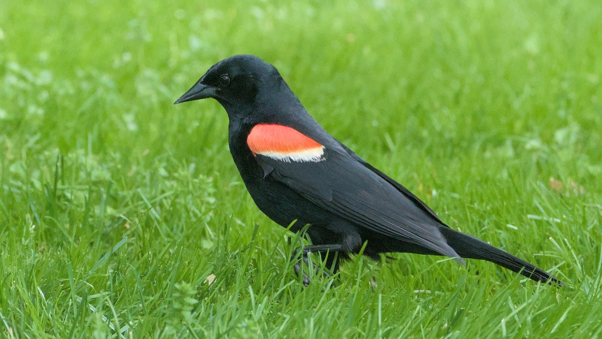 Red-winged Blackbird - ML619262925