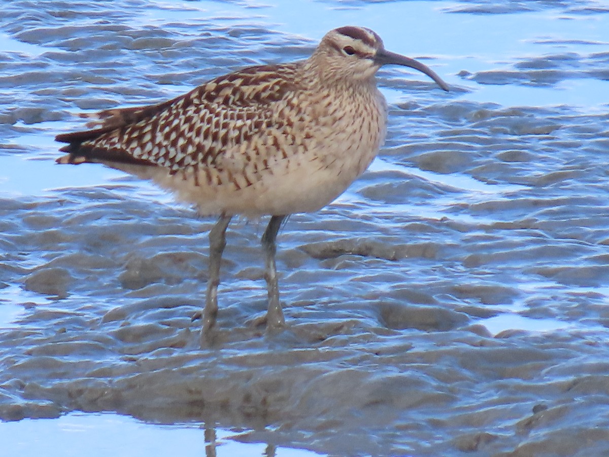 Bristle-thighed Curlew - ML619262928