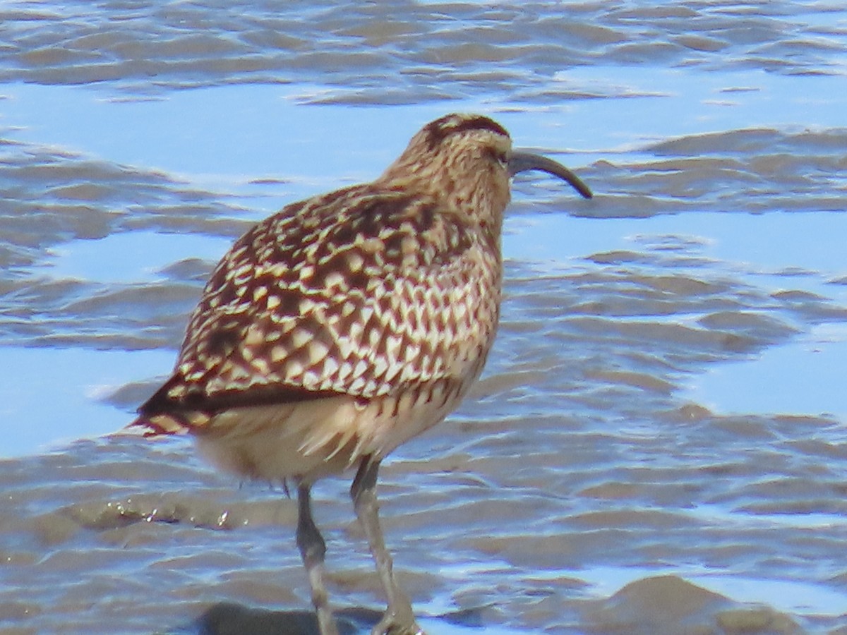 Bristle-thighed Curlew - ML619262959