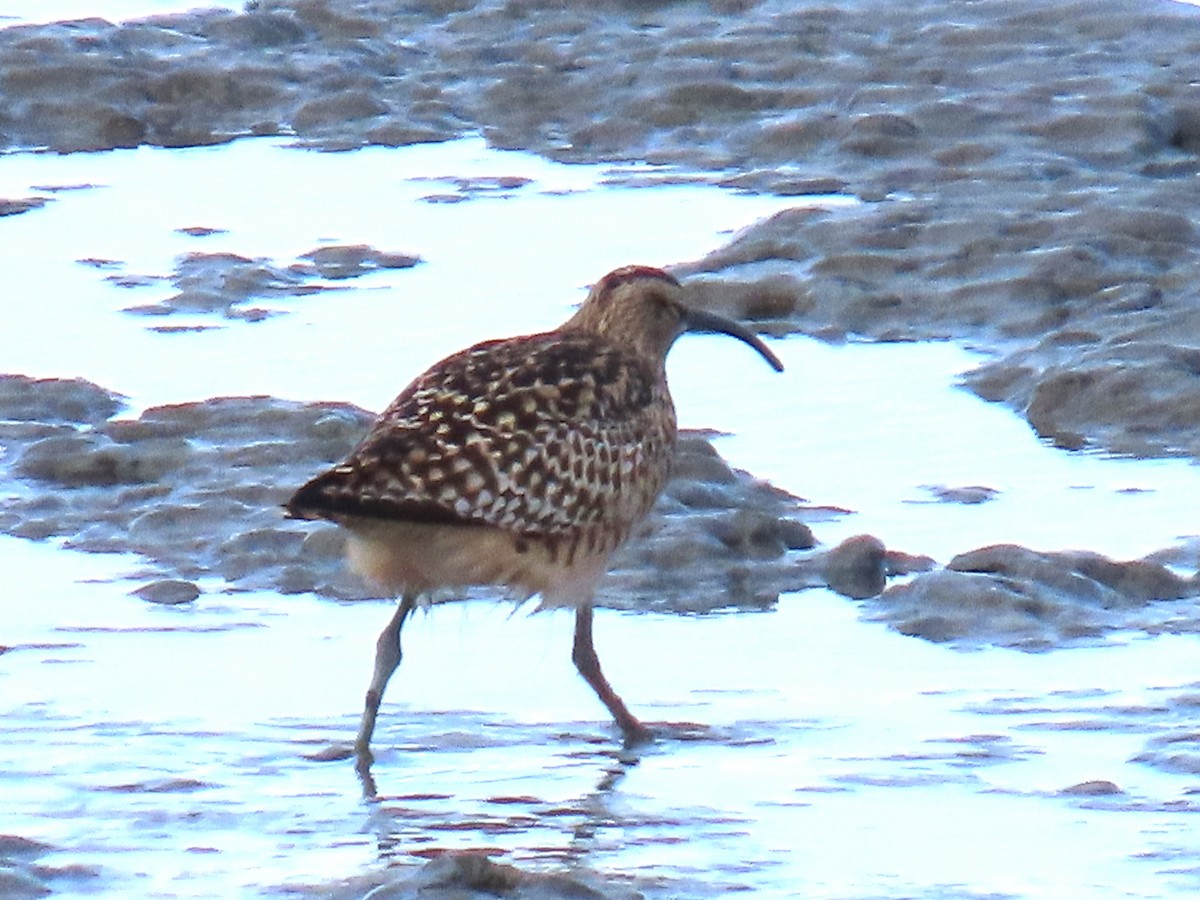 Bristle-thighed Curlew - ML619262966