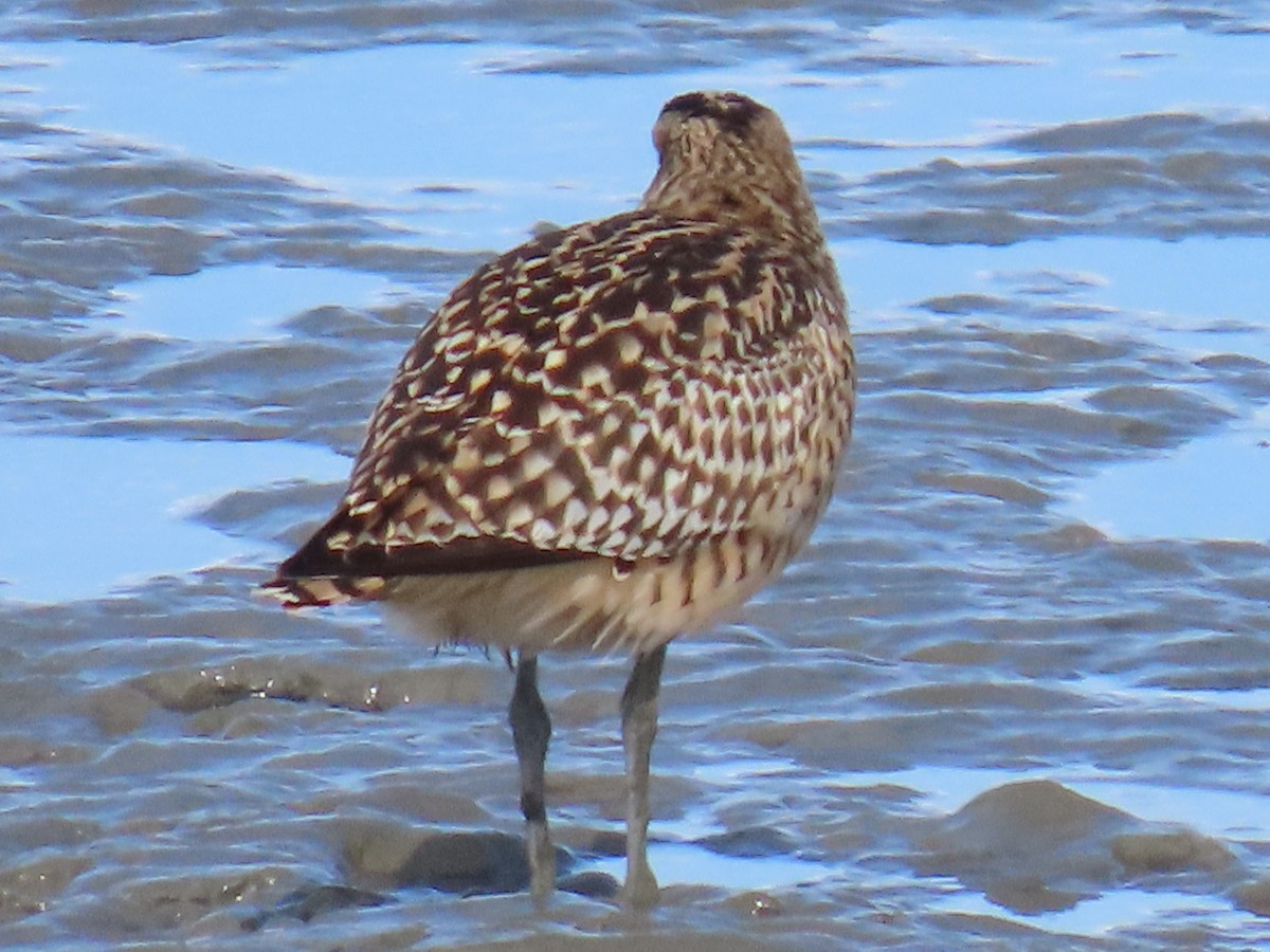 Bristle-thighed Curlew - ML619262975