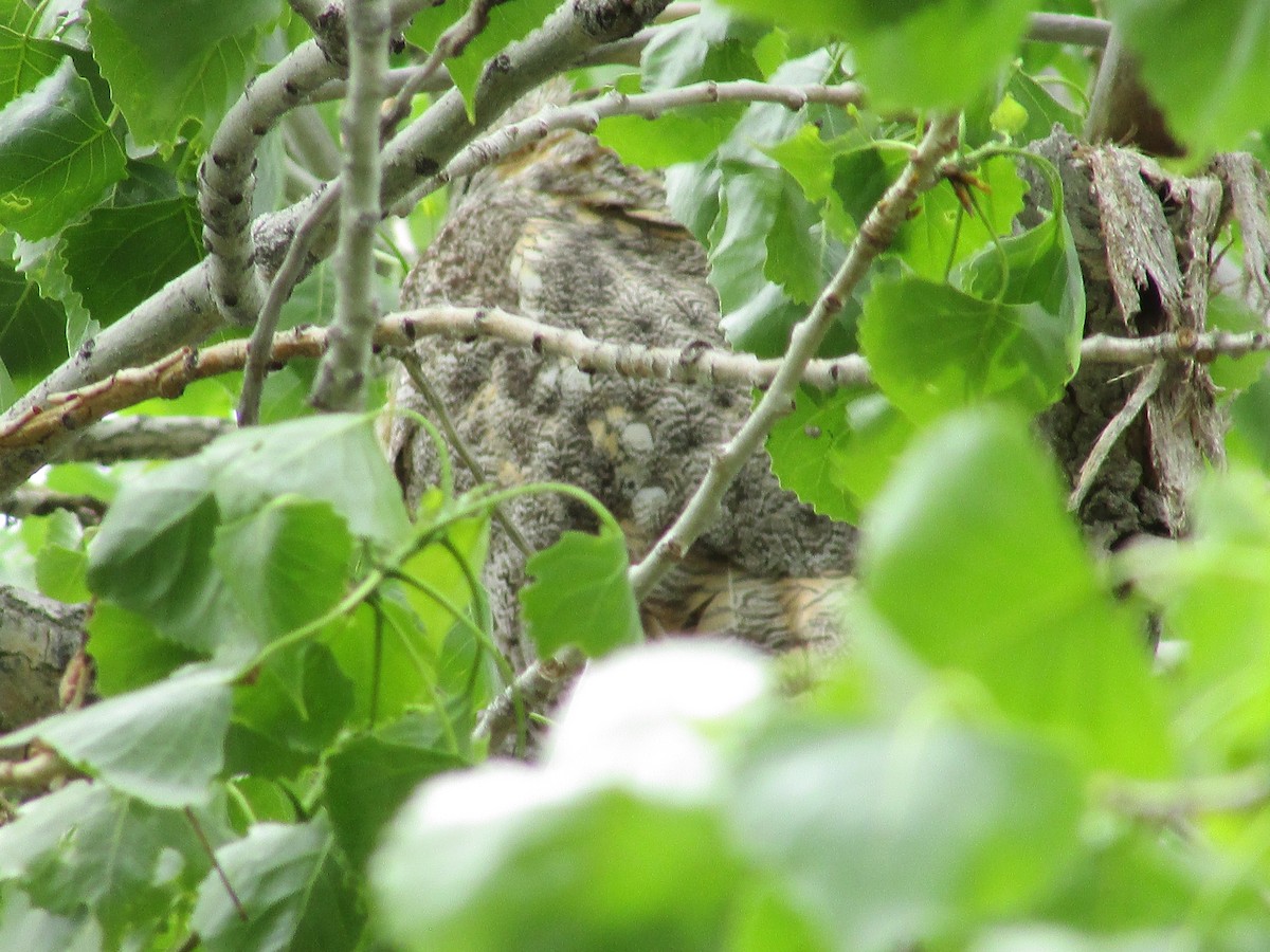 Great Horned Owl - ML619262976