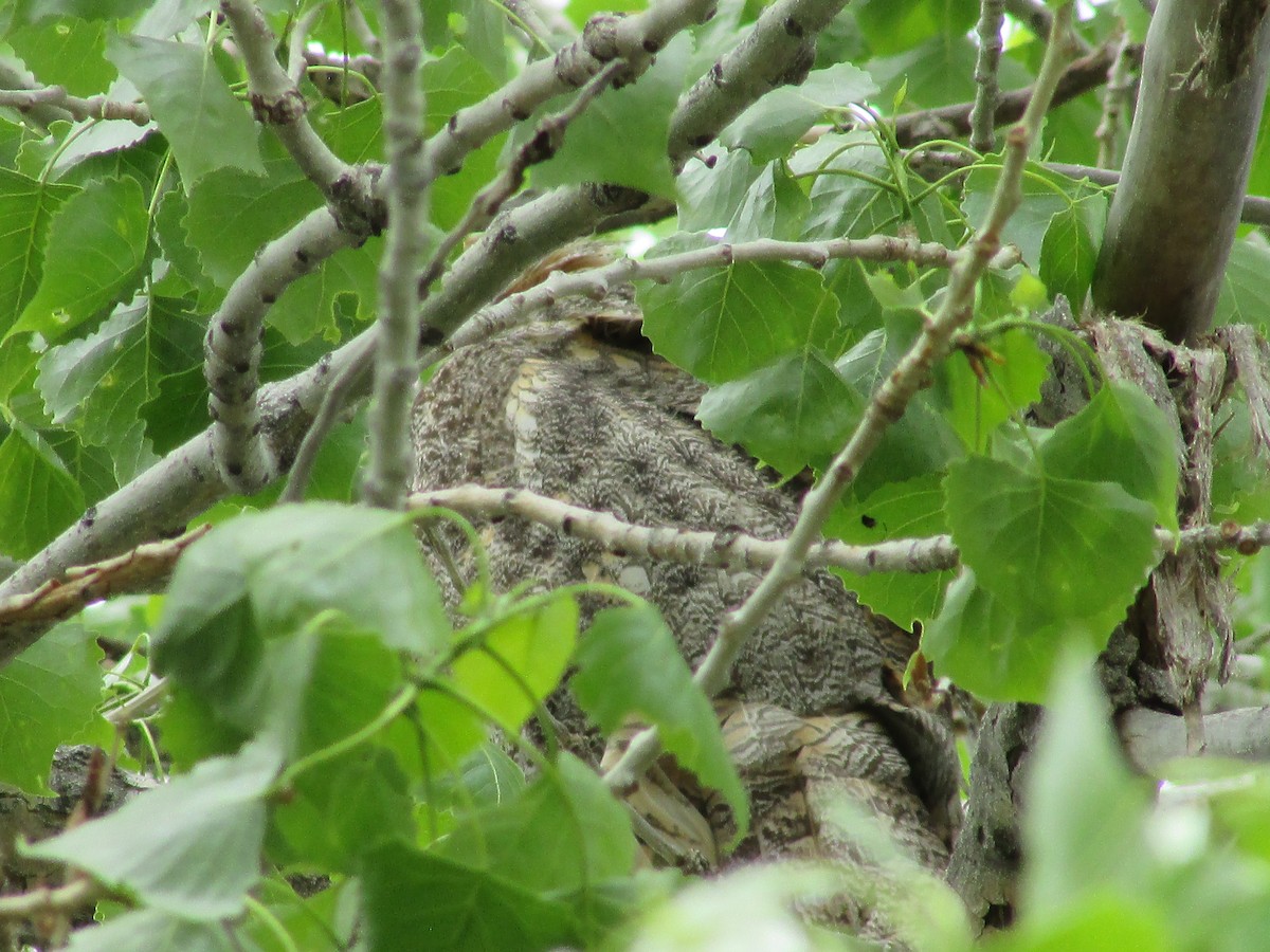 Great Horned Owl - ML619262977