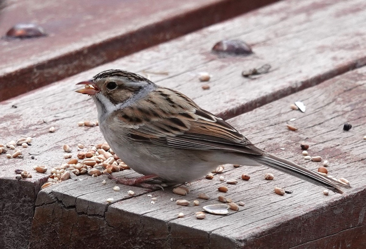 Clay-colored Sparrow - ML619262997