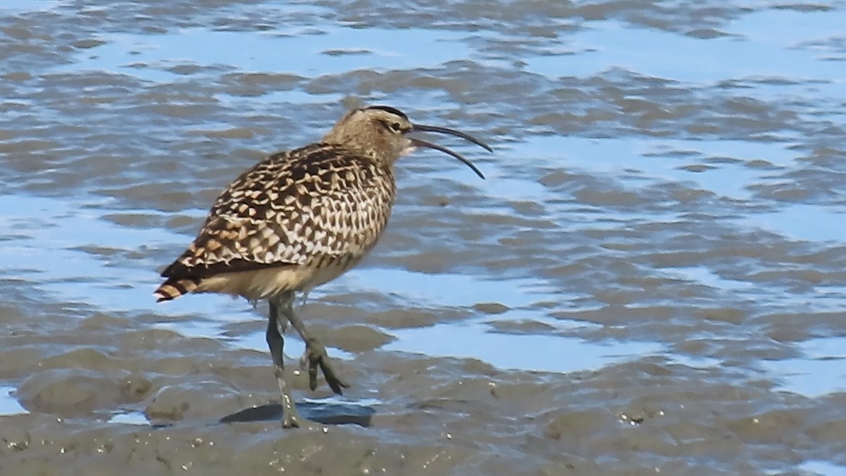 Bristle-thighed Curlew - ML619263002
