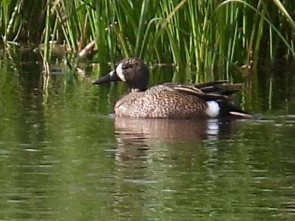 Blue-winged Teal - ML619263066