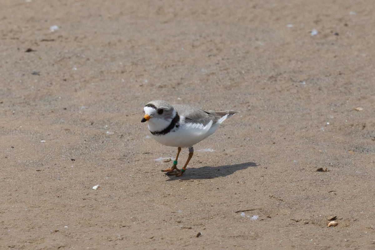 Piping Plover - ML619263088