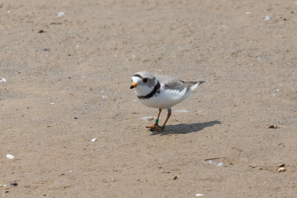 Piping Plover - ML619263090
