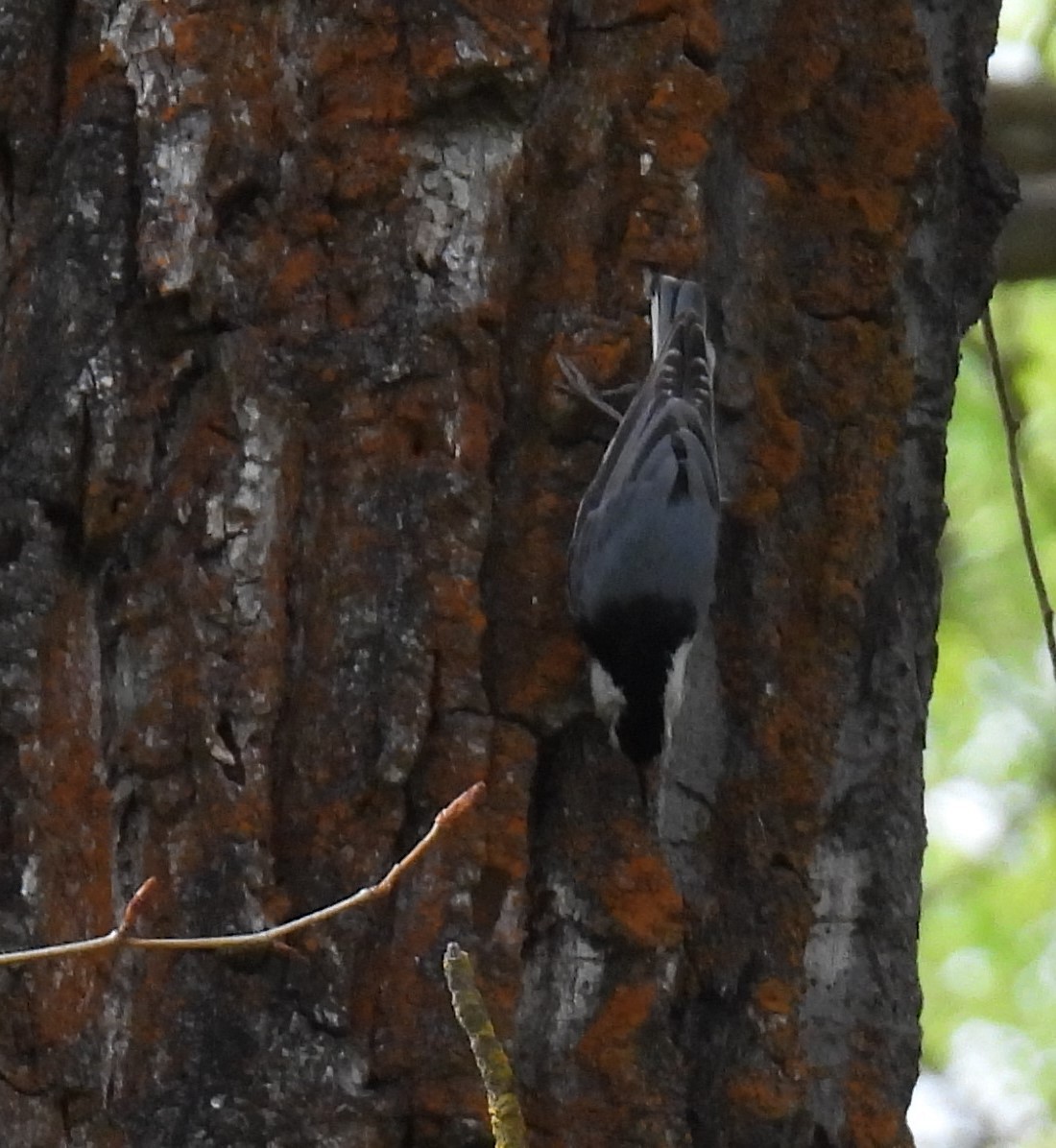 White-breasted Nuthatch - ML619263125