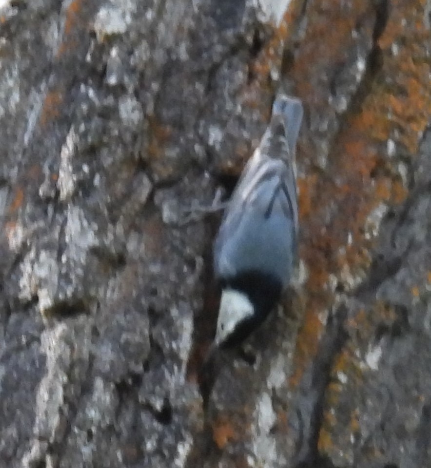 White-breasted Nuthatch - ML619263127