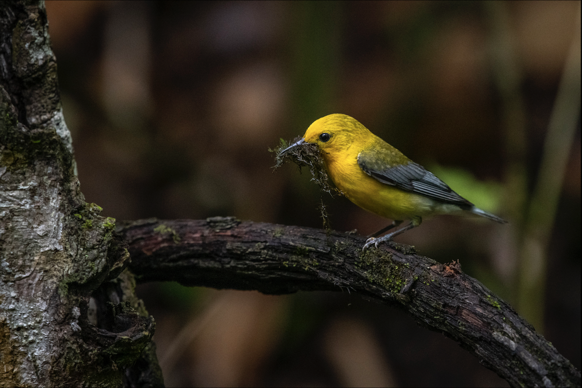 Prothonotary Warbler - ML619263177