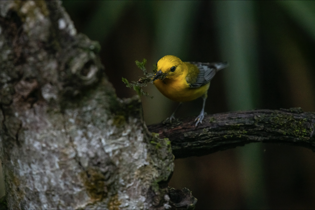 Prothonotary Warbler - ML619263179