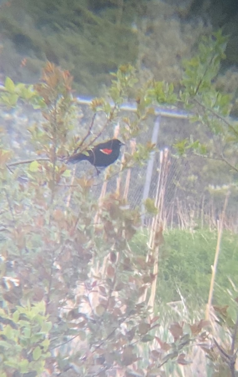 Red-winged Blackbird - ML619263215