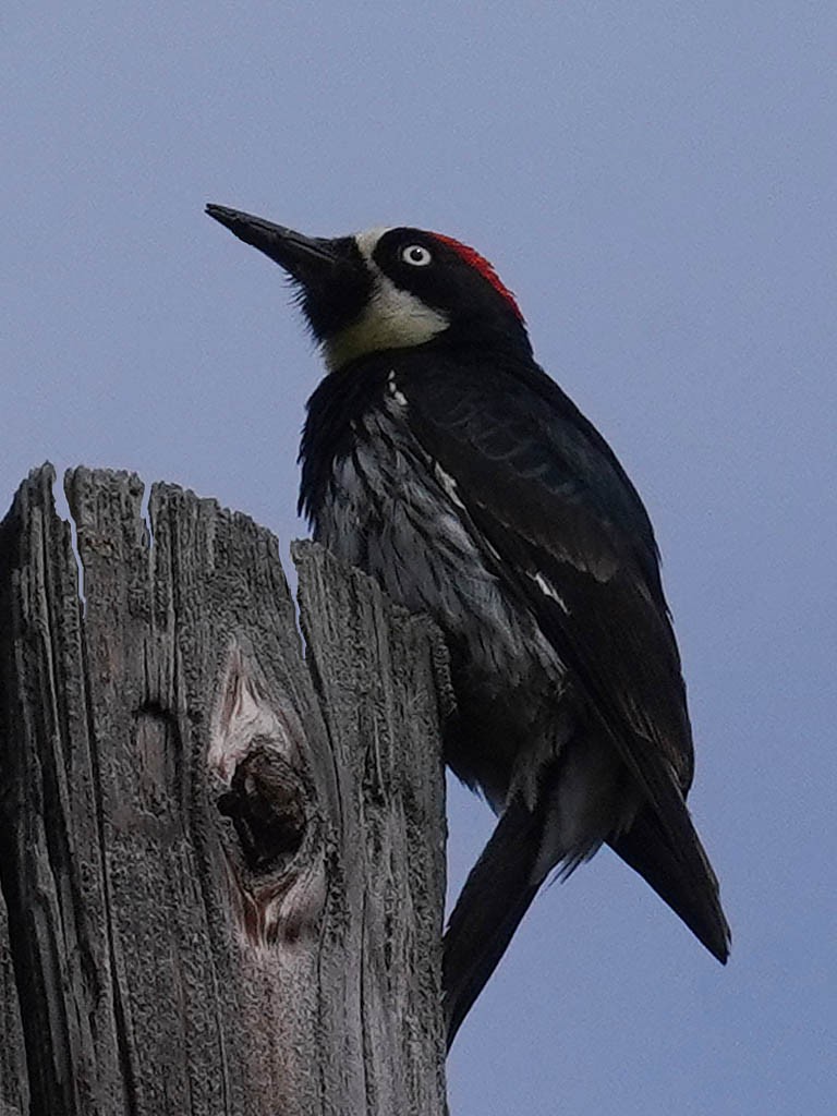 Acorn Woodpecker - ML619263235