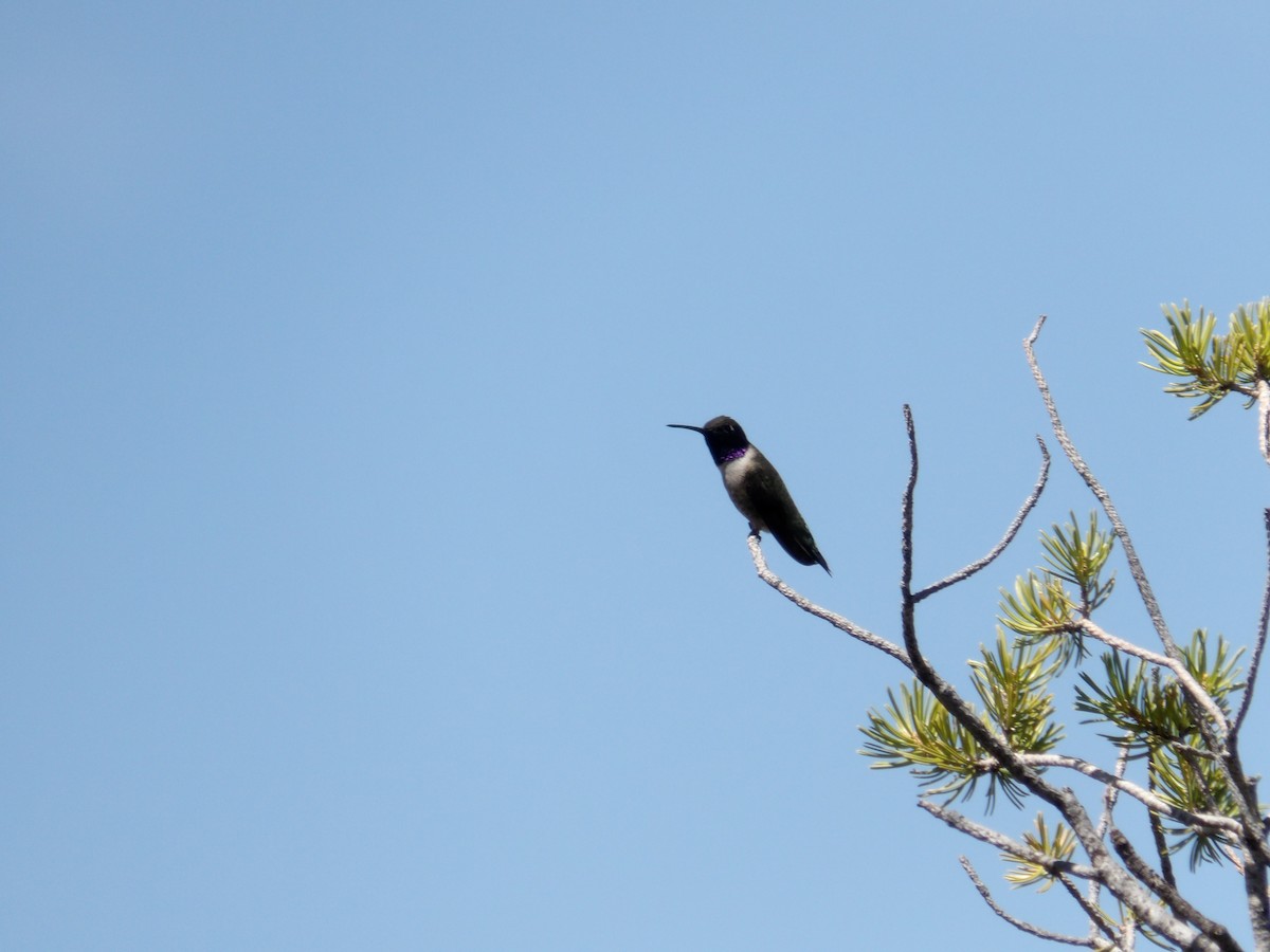 Black-chinned Hummingbird - ML619263294