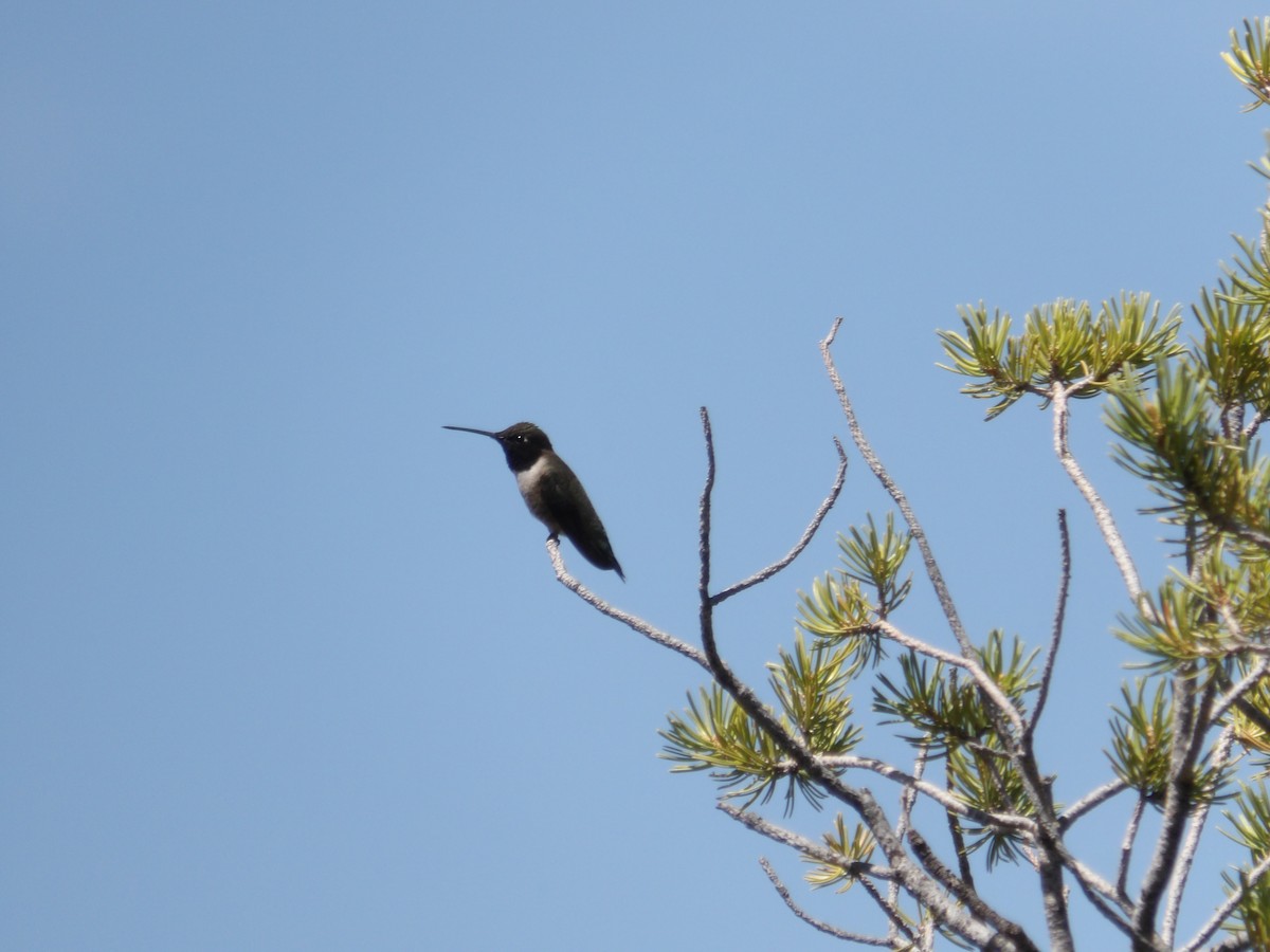 Black-chinned Hummingbird - ML619263302