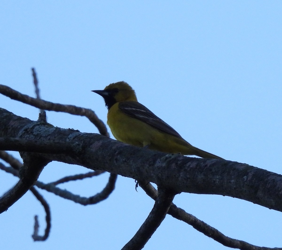 Orchard Oriole - ML619263344