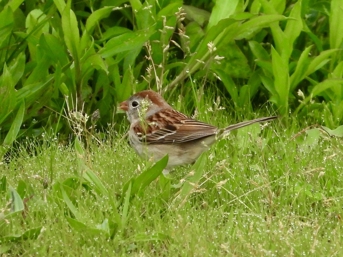 Field Sparrow - ML619263368