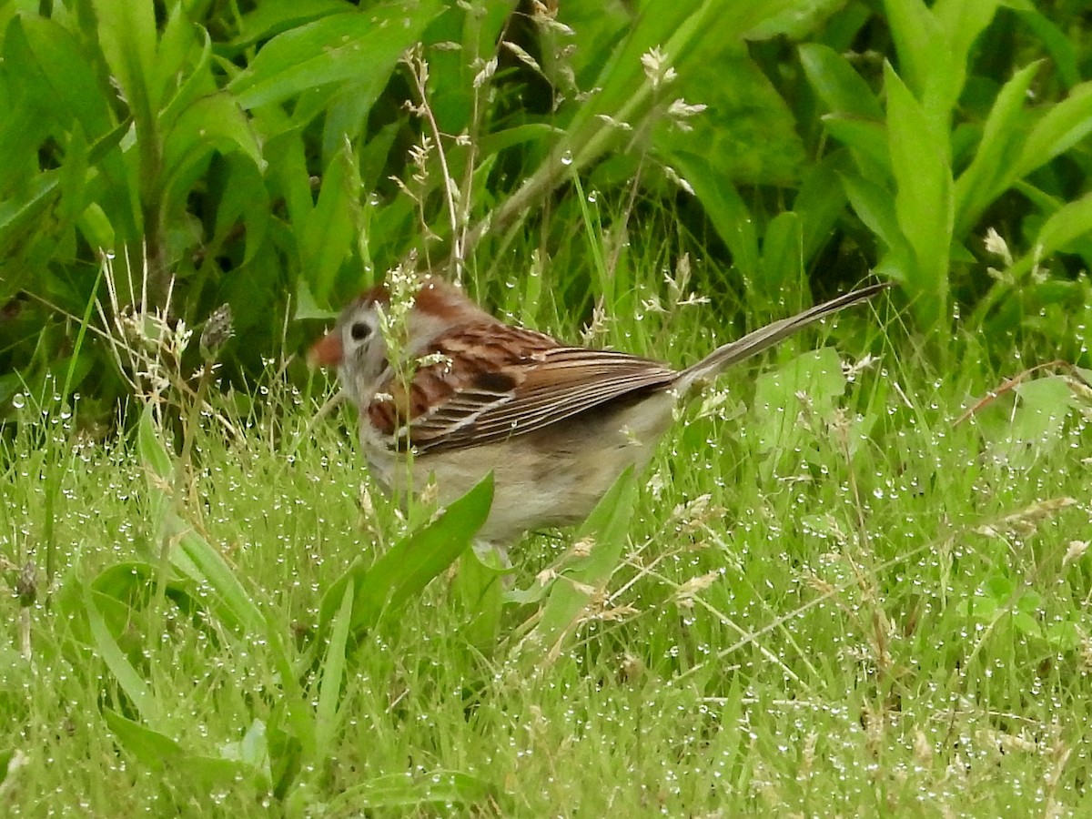 Field Sparrow - ML619263369