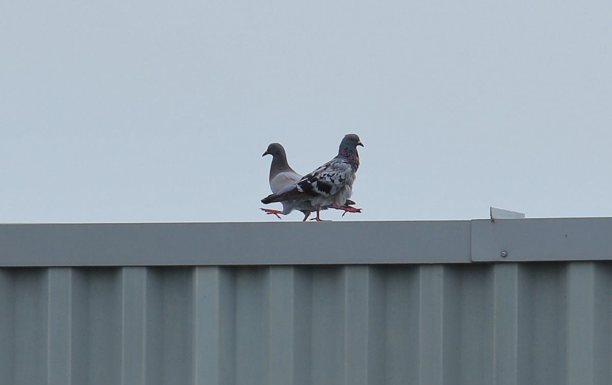 Rock Pigeon (Feral Pigeon) - ML619263402