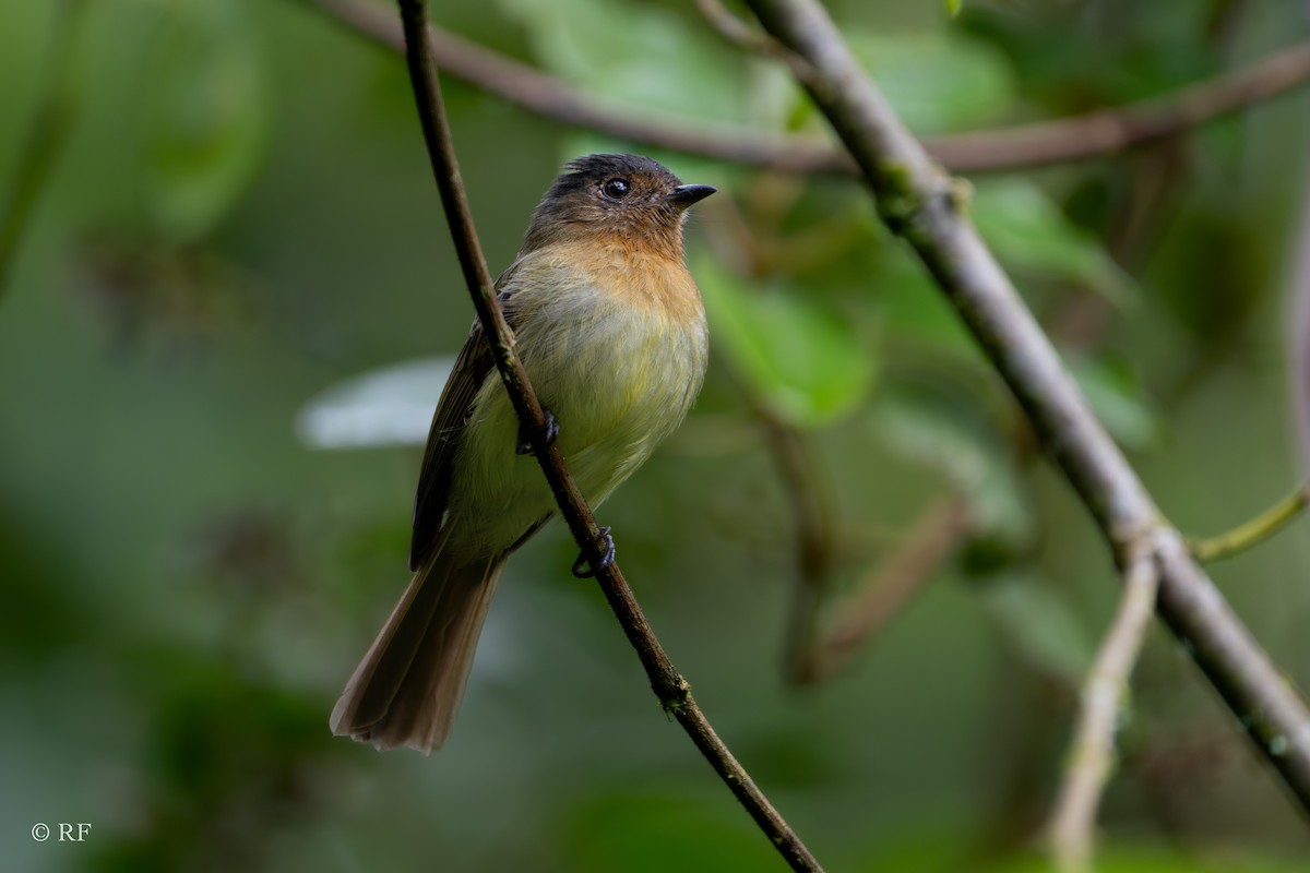 Rufous-breasted Flycatcher - ML619263525