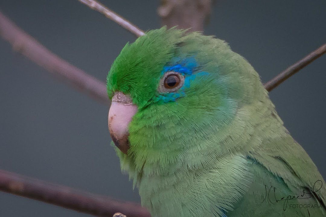 Spectacled Parrotlet - ML619263555