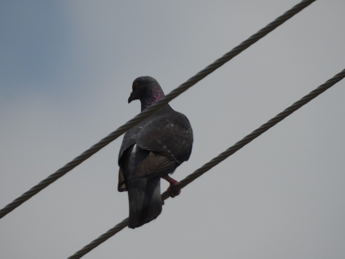 Rock Pigeon (Feral Pigeon) - ML619263582