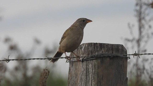 Wedge-tailed Grass-Finch - ML619263585