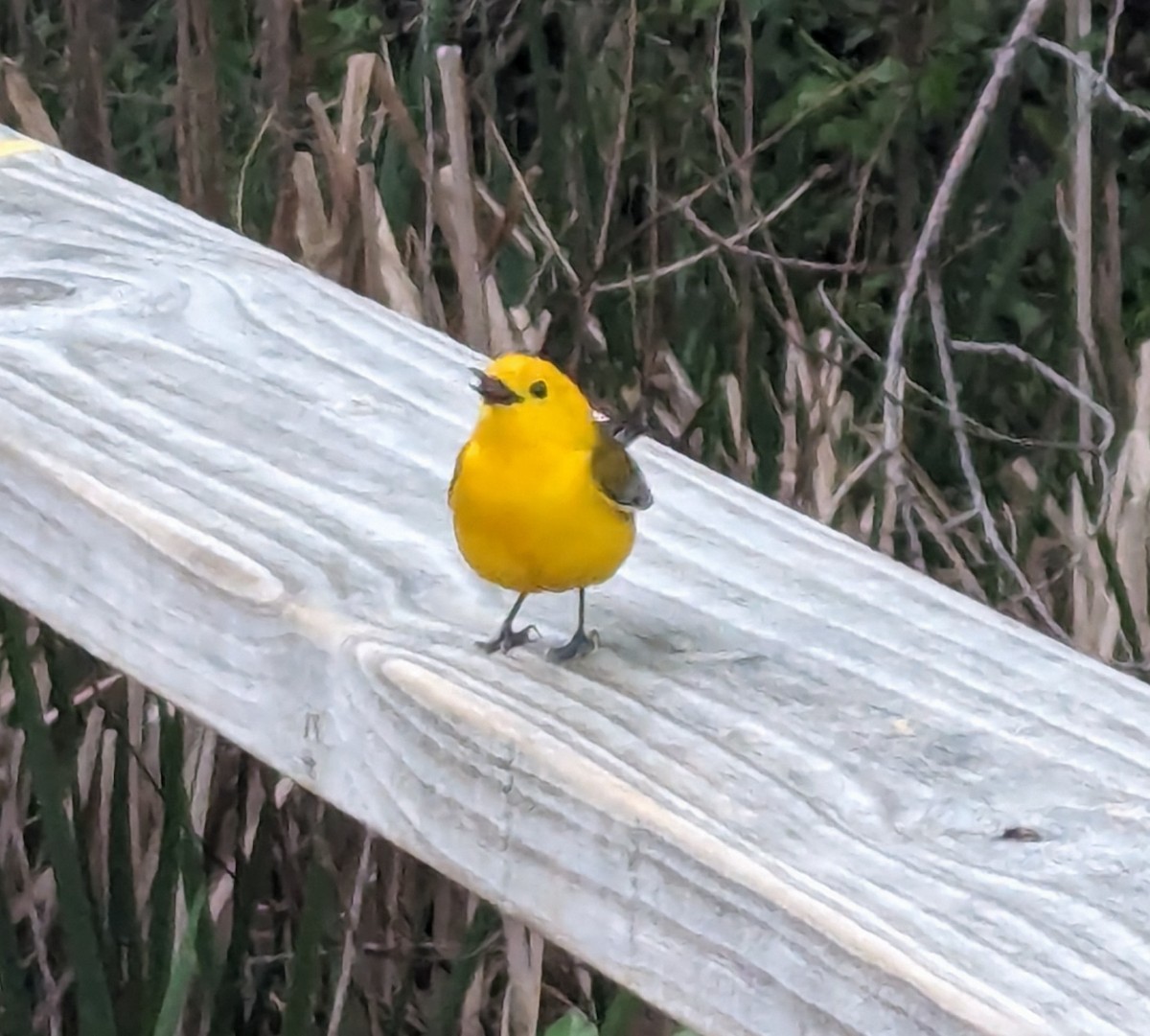 Prothonotary Warbler - ML619263591