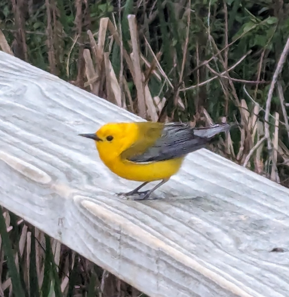 Prothonotary Warbler - ML619263592