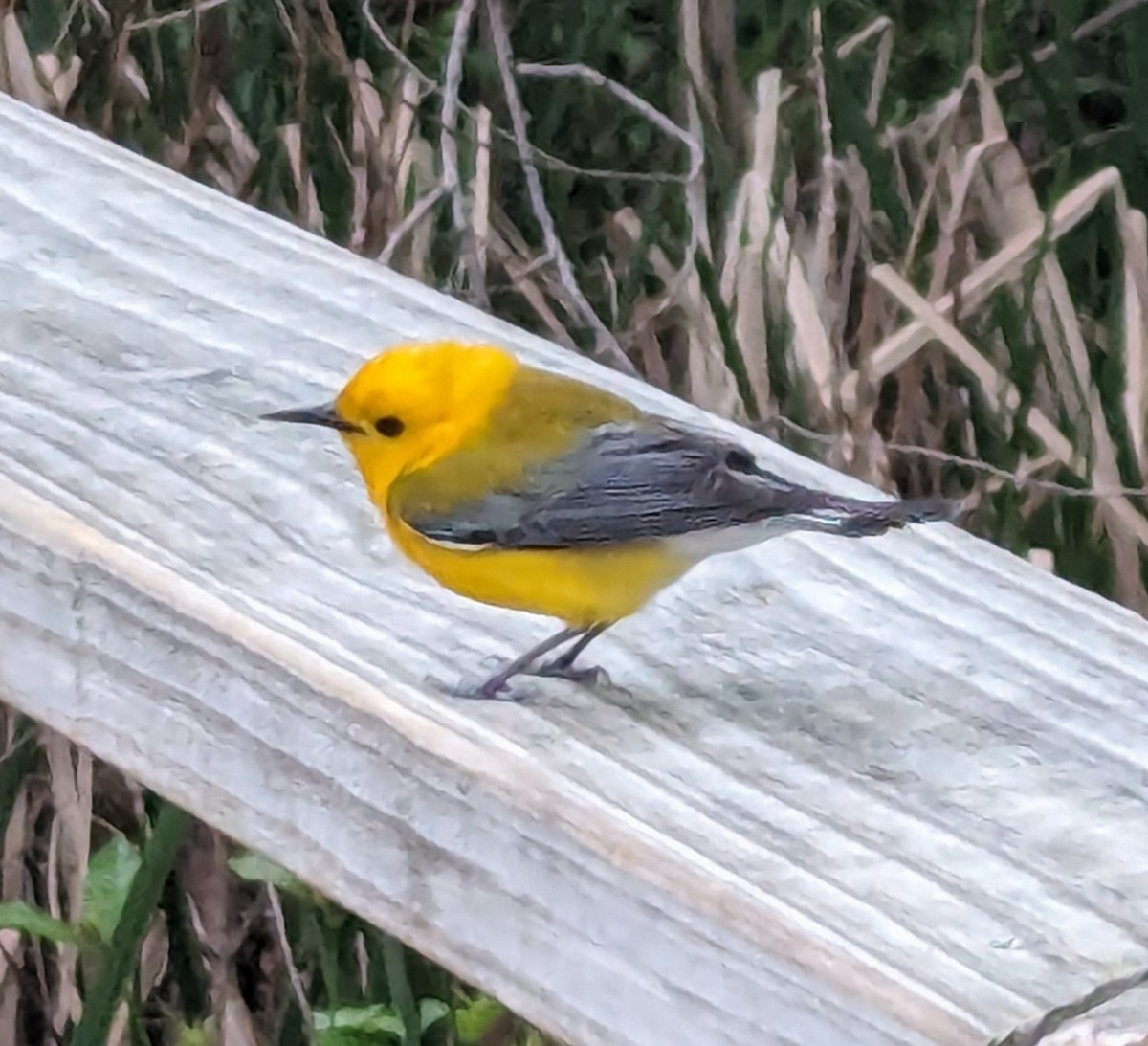 Prothonotary Warbler - ML619263593