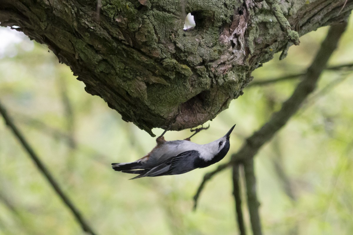White-breasted Nuthatch - ML619263611