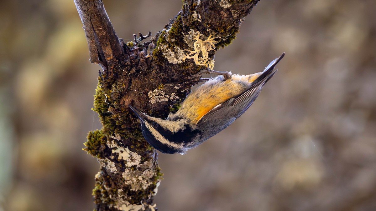 Red-breasted Nuthatch - ML619263665