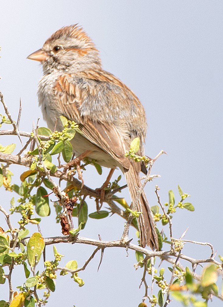 Rufous-winged Sparrow - ML619263667