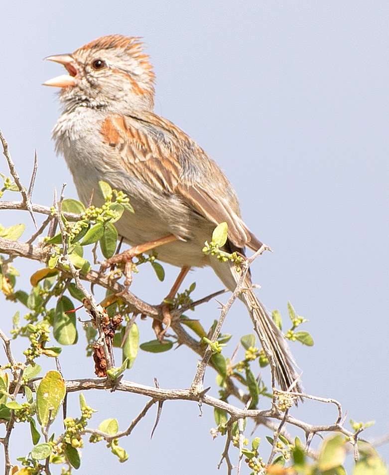 Rufous-winged Sparrow - ML619263668