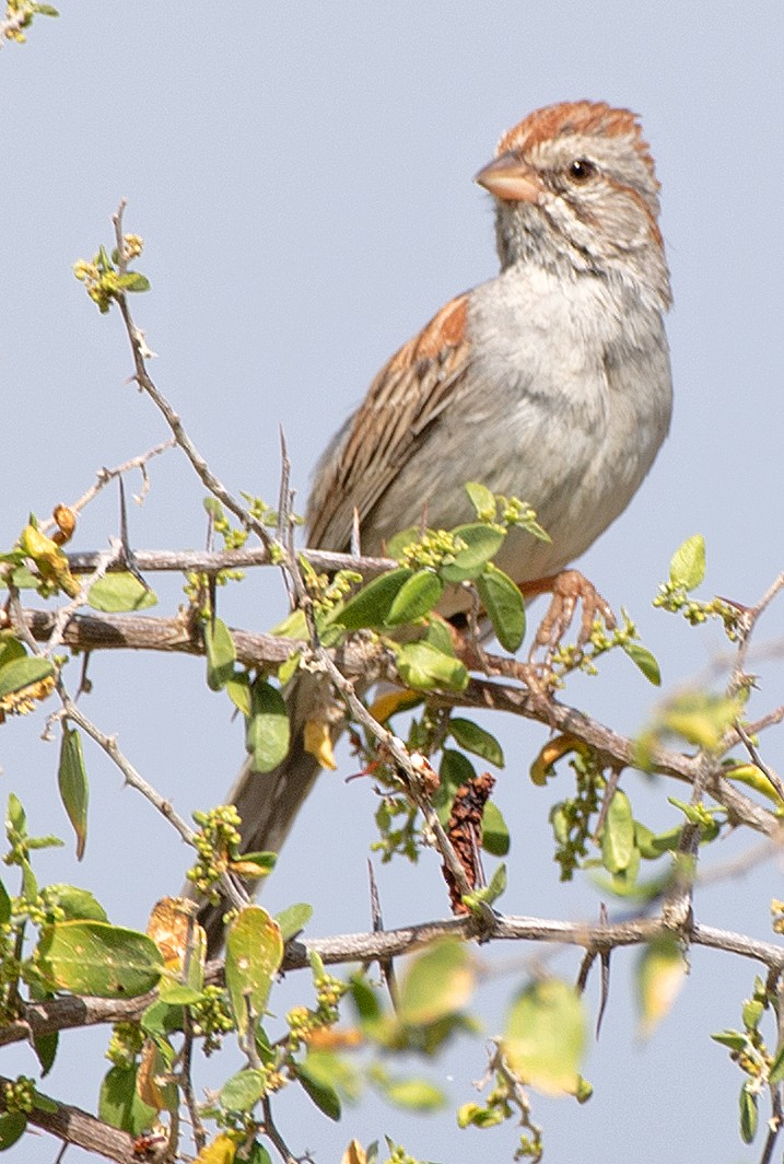 Rufous-winged Sparrow - ML619263669