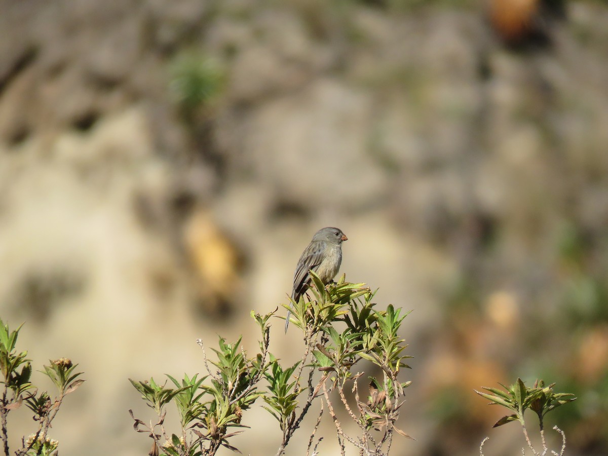 Plain-colored Seedeater - ML619263687