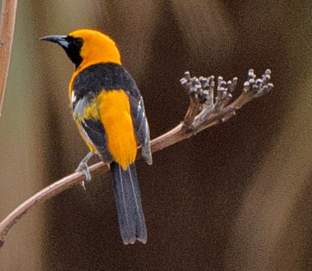 Hooded Oriole (nelsoni Group) - ML619263693